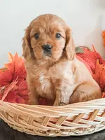 Samson, a male Cavapoo and Cavalier King Charles Spaniel for sale in Clemmons, NC – Photo 5 of 10