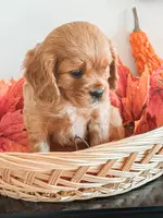 Samson, a male Cavapoo and Cavalier King Charles Spaniel for sale in Clemmons, NC – Photo 6 of 10