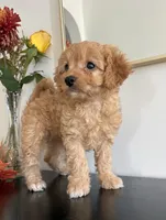 Violet, a female Cavapoo and Poodle - Toy  for sale in Clemmons, NC – 8 of 10