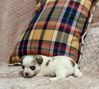 Sterling, a male Chihuahua for sale in Clemmons, NC – 2 of 10
