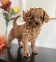Daisy, a female Cavapoo and Poodle - Toy  for sale in Clemmons, NC – 4 of 10