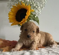 Violet, a female Cavapoo and Cavalier King Charles Spaniel for sale in Clemmons, NC – 9 of 9
