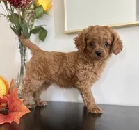 Daisy, a female Cavapoo and Poodle - Toy  for sale in Clemmons, NC – 10 of 10