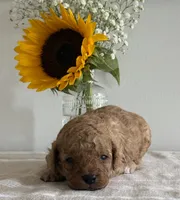 Duke, a male Cavapoo and Cavalier King Charles Spaniel for sale in Clemmons, NC – 7 of 10