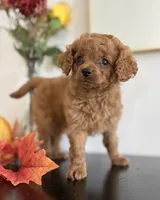 Daisy, a female Cavapoo and Poodle - Toy  for sale in Clemmons, NC – 3 of 10