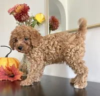 Diesel (F1B), a male Cavapoo and Cavalier King Charles Spaniel for sale in Clemmons, NC – 9 of 10