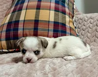 Sterling, a male Chihuahua for sale in Clemmons, NC – 9 of 10