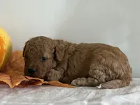 Diesel, a male Cavapoo and Cavalier King Charles Spaniel for sale in Clemmons, NC – 7 of 10
