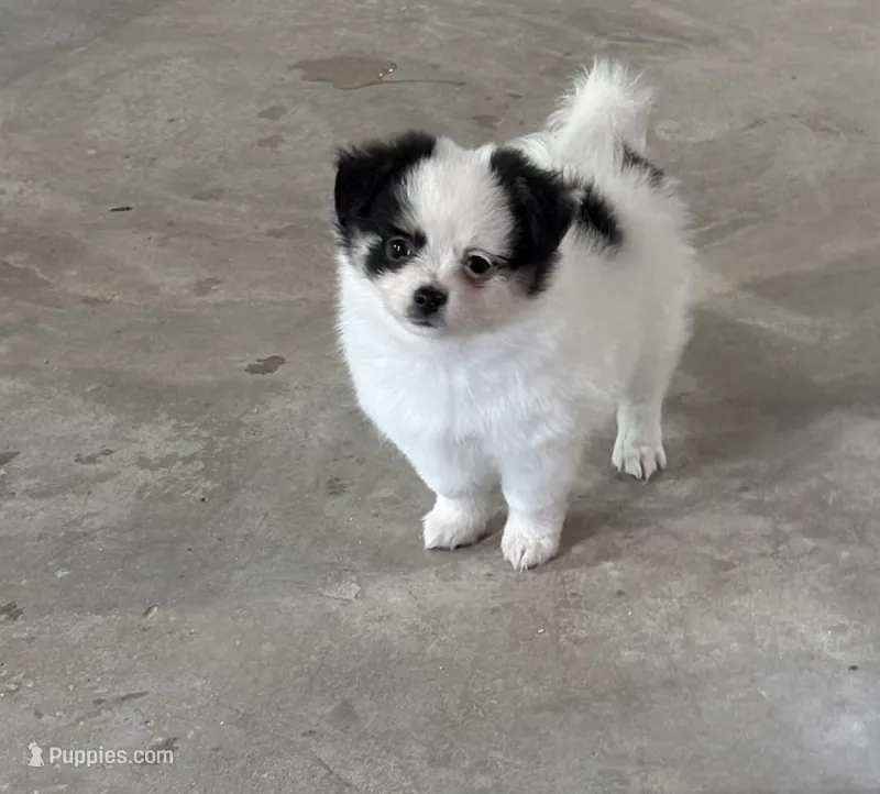 Remy – Chihuahua, Pomchi puppy for sale in Clemmons, NC