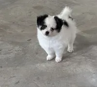 Remy, a male Chihuahua and Pomeranian for sale in Clemmons, NC – 1 of 10
