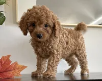 Diesel, a male Cavapoo and Poodle - Toy  for sale in Clemmons, NC – 7 of 10