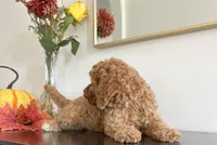 Diesel (F1B), a male Cavapoo and Cavalier King Charles Spaniel for sale in Clemmons, NC – 5 of 10