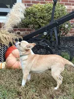 Avianna , a female Chihuahua for sale in Clemmons, NC – 5 of 10