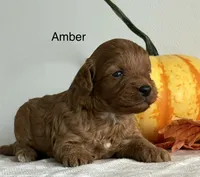 Amber, a female Cavapoo and Cavalier King Charles Spaniel for sale in Clemmons, NC – 9 of 10