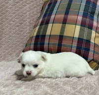 Sterling, a male Chihuahua for sale in Clemmons, NC – 3 of 10