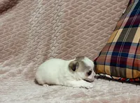 Sterling, a male Chihuahua for sale in Clemmons, NC – 4 of 10