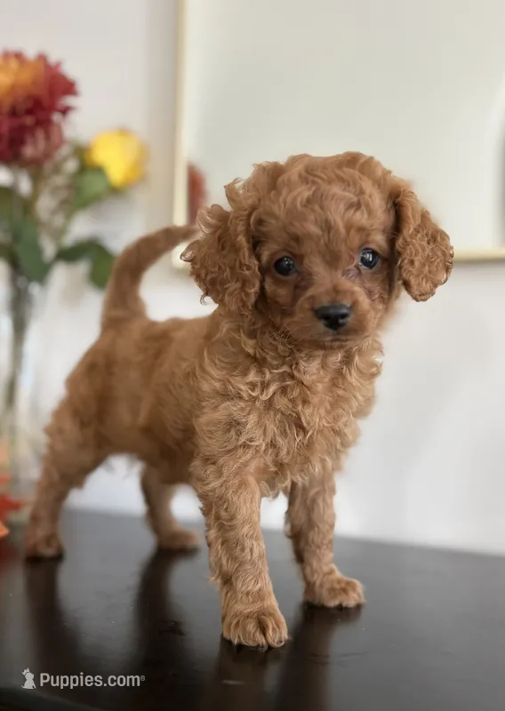 Daisy – Cavapoo, Poodle - Toy  puppy for sale in Clemmons, NC