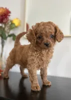 Daisy, a female Cavapoo and Poodle - Toy  for sale in Clemmons, NC – 1 of 10