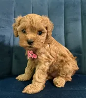 Mia, a female Cavapoo and Cavalier King Charles Spaniel for sale in Clemmons, NC – 8 of 10
