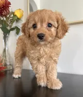 Violet, a female Cavapoo and Poodle - Toy  for sale in Clemmons, NC – 9 of 10