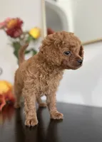 Daisy, a female Cavapoo and Poodle - Toy  for sale in Clemmons, NC – 5 of 10