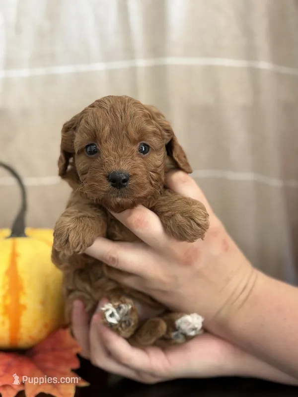 Amber – Cavapoo, Cavalier King Charles Spaniel puppy for sale in Clemmons, NC