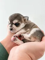 Duvessa, a female Chihuahua for sale in Clemmons, NC – Photo 1 of 10