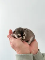 Duvessa, a female Chihuahua for sale in Clemmons, NC – Photo 5 of 10