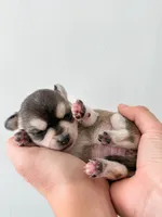 Duvessa, a female Chihuahua for sale in Clemmons, NC – Photo 6 of 10