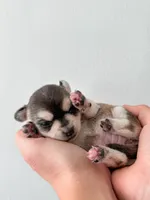 Duvessa, a female Chihuahua for sale in Clemmons, NC – Photo 9 of 10