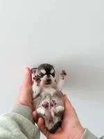 Duvessa, a female Chihuahua for sale in Clemmons, NC – Photo 10 of 10