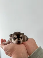 Duvessa, a female Chihuahua for sale in Clemmons, NC – Photo 2 of 10