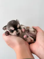 Duvessa, a female Chihuahua for sale in Clemmons, NC – Photo 8 of 10