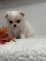 Winston, a male Chihuahua for sale in Clemmons, NC – Photo 8 of 10