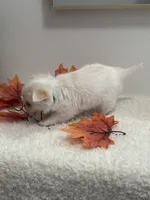 Winston, a male Chihuahua for sale in Clemmons, NC – Photo 5 of 10