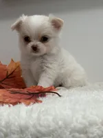 Winston, a male Chihuahua for sale in Clemmons, NC – Photo 6 of 10