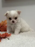 Winston, a male Chihuahua for sale in Clemmons, NC – Photo 10 of 10