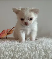 Winston, a male Chihuahua for sale in Clemmons, NC – Photo 2 of 10