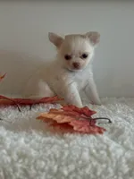 Winston, a male Chihuahua for sale in Clemmons, NC – Photo 3 of 10