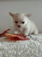 Winston, a male Chihuahua for sale in Clemmons, NC – Photo 1 of 10