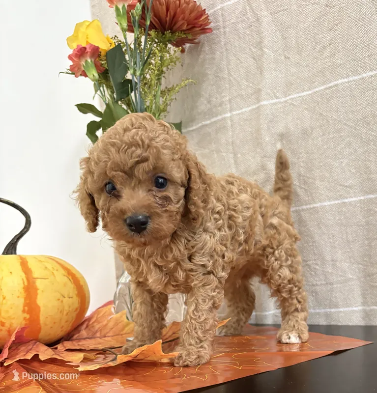 Diesel – Cavapoo, Cavalier King Charles Spaniel puppy for sale in Clemmons, NC