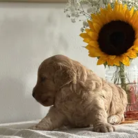 Violet, a female Cavapoo and Cavalier King Charles Spaniel for sale in Clemmons, NC – 5 of 9
