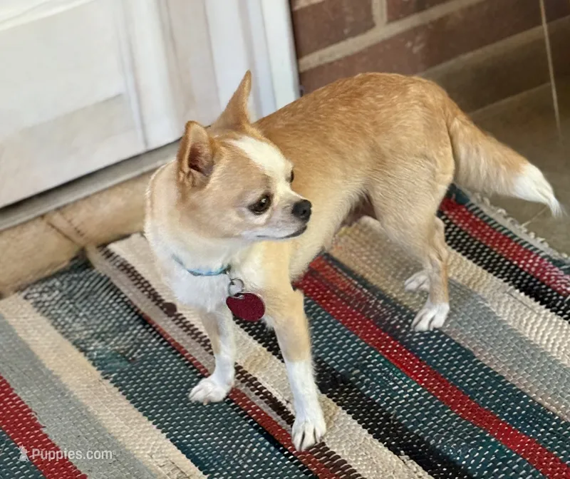 Avianna  – Chihuahua puppy for sale in Clemmons, NC