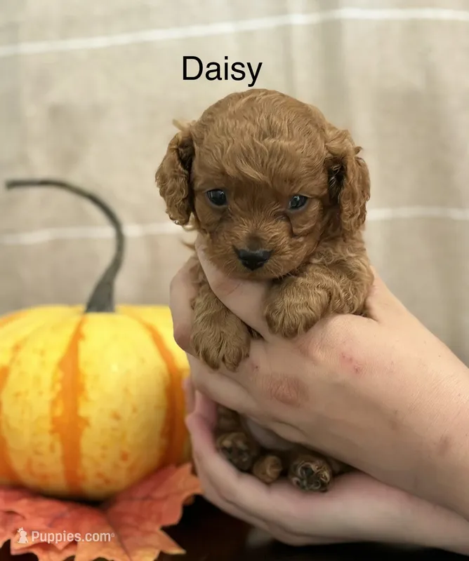 Daisy – Cavapoo, Cavalier King Charles Spaniel puppy for sale in Clemmons, NC