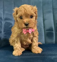 Mia, a female Cavapoo and Cavalier King Charles Spaniel for sale in Clemmons, NC – 9 of 10