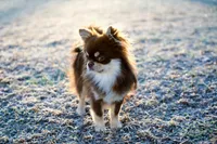 Murphy , a male Chihuahua for sale in Clemmons, NC – Photo 5 of 9