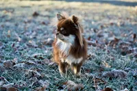 Murphy , a male Chihuahua for sale in Clemmons, NC – Photo 9 of 9