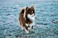 Murphy , a male Chihuahua for sale in Clemmons, NC – Photo 7 of 9