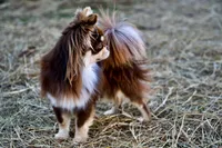 Murphy , a male Chihuahua for sale in Clemmons, NC – Photo 6 of 9