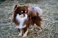 Murphy , a male Chihuahua for sale in Clemmons, NC – Photo 1 of 9